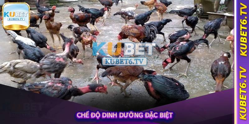 Chế độ dinh dưỡng đặc biệt