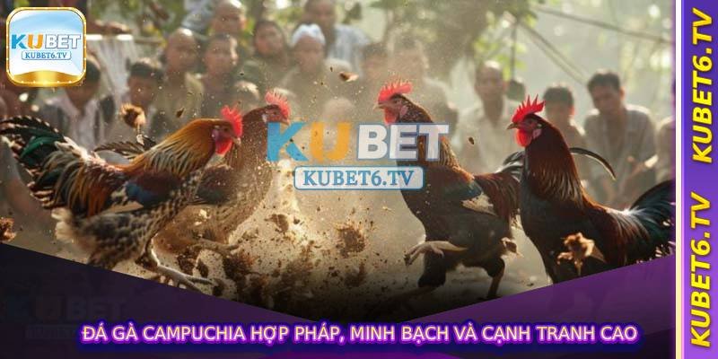 Đá gà campuchia hợp pháp, minh bạch và cạnh tranh cao