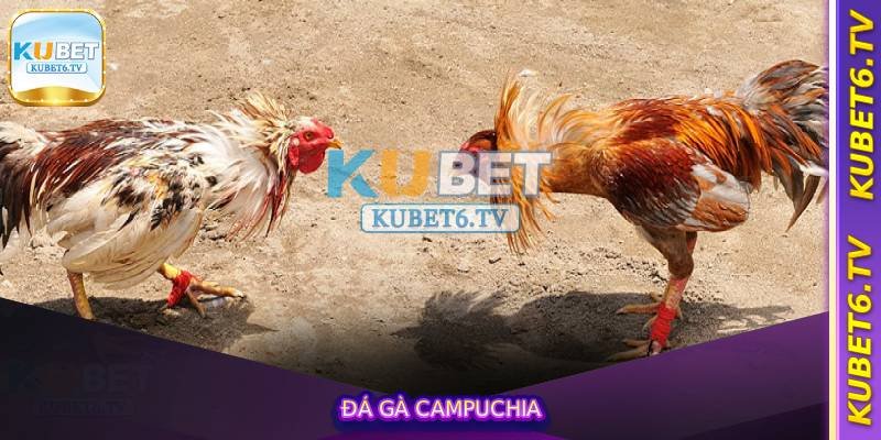 Đá Gà Campuchia