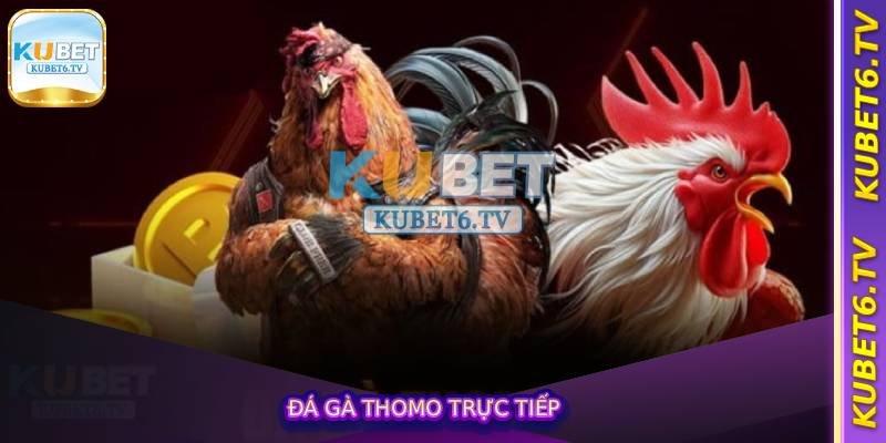Đá Gà Thomo Trực Tiếp