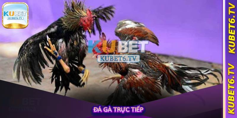 Đá Gà Trực Tiếp