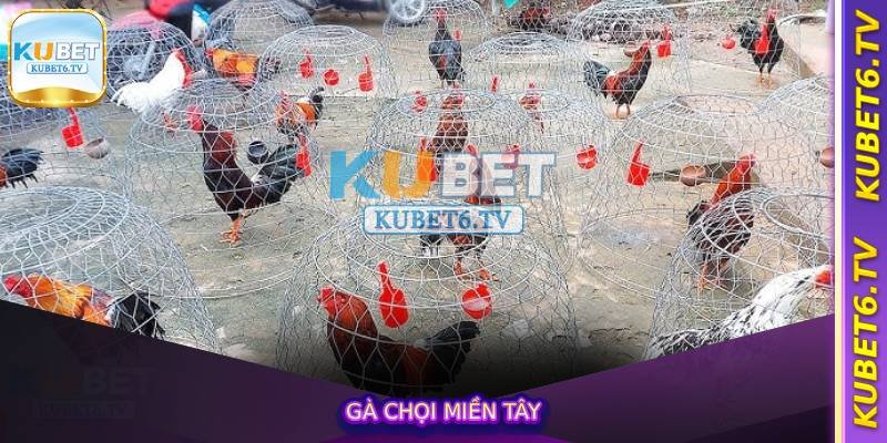 Gà Chọi Miền Tây