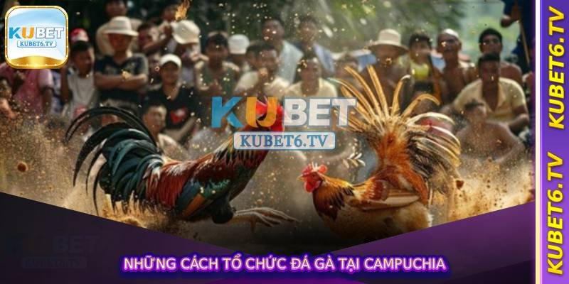 Những cách tổ chức đá gà tại campuchia