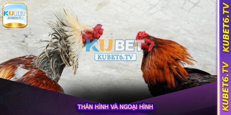 Thân hình và ngoại hình